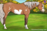 Horse Color:Silver Bay Frame 