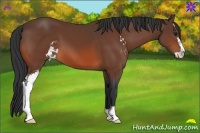 Horse Color:Bay Sabino 