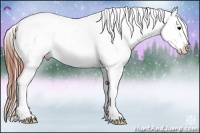 Horse Color:Brown Appaloosa Rabicano 