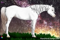 Horse Color:Chestnut Tobiano Appaloosa