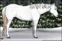 Horse Color:Black Pearl Appaloosa Rabicano 