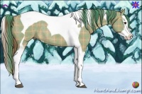 Horse Color:Plaid Red Dun Splash Tobiano Rabicano