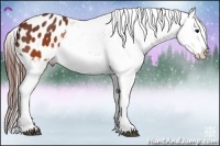 Horse Color:Brown Appaloosa