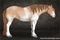 Horse Color:White Spotted Brown Pearl 