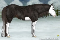 Horse Color:Liver Chestnut Ice Splash