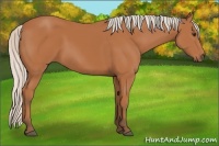 Horse Color:Silver Bay