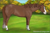 Horse Color:Chestnut Splash 