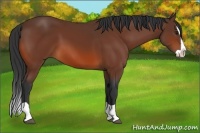 Horse Color:Bay Splash 