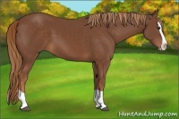 Horse Color:Chestnut Splash 