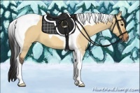 Horse Color:Bay Dun Tobiano 