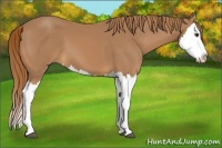 Horse Color:Chestnut Splash 