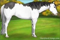 Horse Color:Black Sabino Splash Rabicano