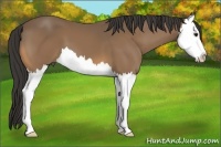 Horse Color:Buckskin Sabino Splash 