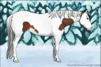 Horse Color:Bay Splash Tobiano 