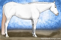 Horse Color:Amber Champagne Blanket