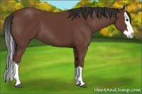 Horse Color:Bay Splash 