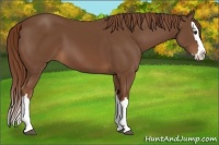 Horse Color:Chestnut Splash