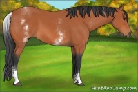 Horse Color:White Spotted Bay 