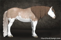 Horse Color:Black Pearl Splash Rabicano 