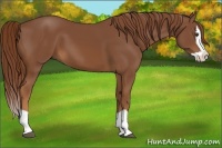 Horse Color:Chestnut Splash 