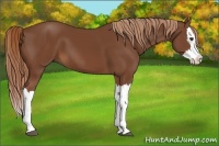 Horse Color:Chestnut Splash