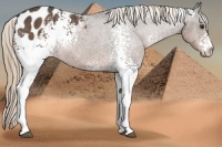 Horse Color:White Spotted Liver Red Roan Varnish 