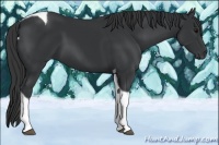 Horse Color:Black Tobiano 