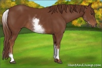 Horse Color:White Spotted Chestnut