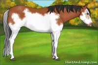 Horse Color:Bay Splash Frame