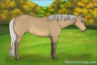 Horse Color:Silver Buckskin 