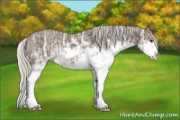 Horse Color:Silver Black Ice Sabino 