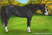 Horse Color:Liver Chestnut Splash Frame 