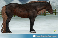 Horse Color:Liver Chestnut Ice 