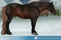 Horse Color:Liver Chestnut Ice