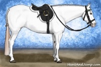 Horse Color:Chestnut Appaloosa 