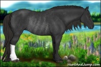 Horse Color:Liver Chestnut Rabicano 