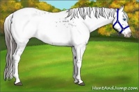 Horse Color:Liver Red Roan Frame