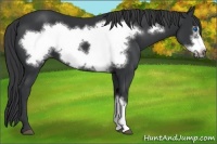 Horse Color:Black Frame