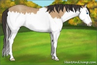 Horse Color:Amber Champagne Sabino Splash
