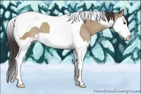 Horse Color:Classic Champagne Sabino Splash Tobiano 