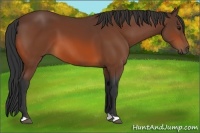 Horse Color:Bay 