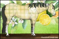 Horse Color:Plaid  White Spotted Buckskin Dun 