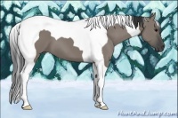 Horse Color:Grullo Tobiano