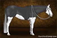 Horse Color:Smoky Black Splash