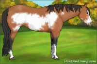 Horse Color:Bay Frame