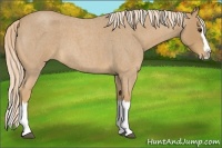 Horse Color:Palomino Roan Splash