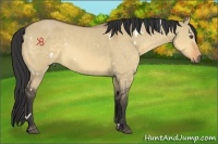 Horse Color:White Spotted Buckskin Dun 