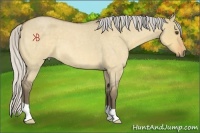 Horse Color:Silver Buckskin Roan Dun 