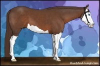 Horse Color:Liver Chestnut Splash 
