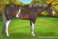 Horse Color:White Spotted Liver Chestnut 